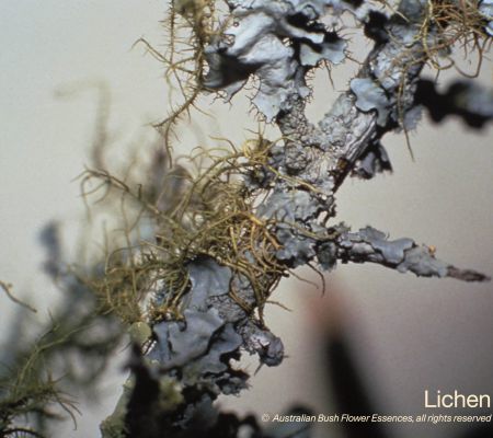 Lichen