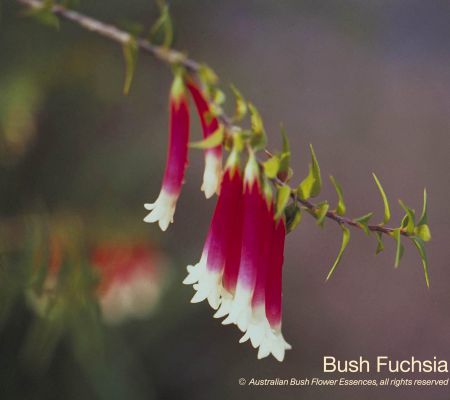 Bush Fuchsia