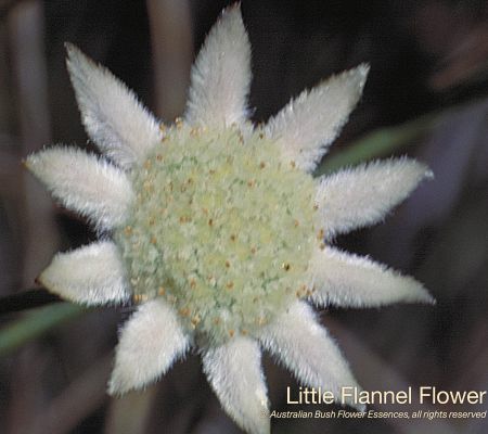 Little Flannel Flower