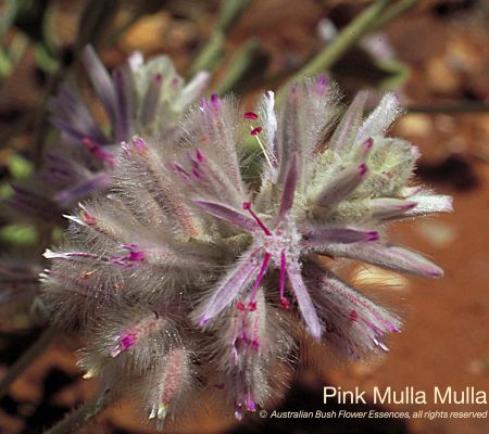 Pink Mulla Mulla