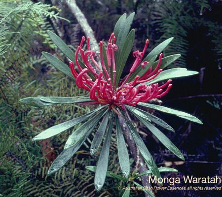 Monga Waratah