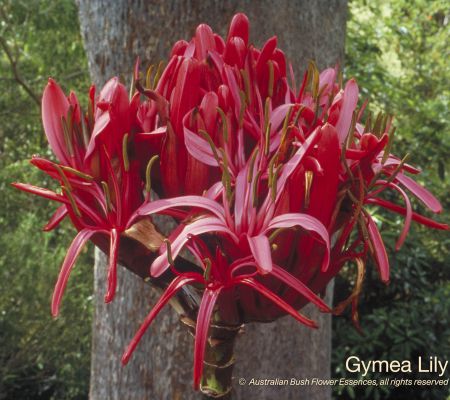 Gymea Lily