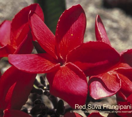 Red Suva Frangipani