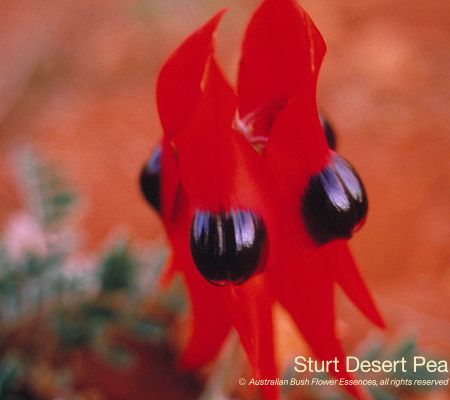 Sturt Desert Pea