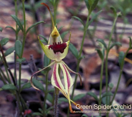 Green Spider Orchid