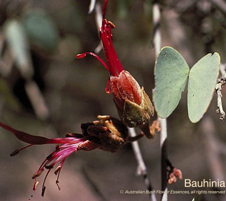 Bauhinia