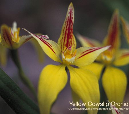 Yellow Cowslip Orchid