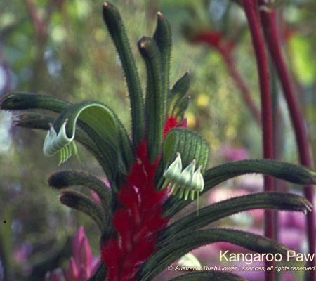 Kangaroo Paw