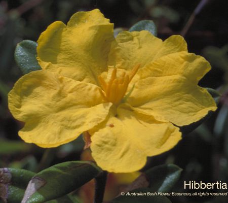 Hibbertia