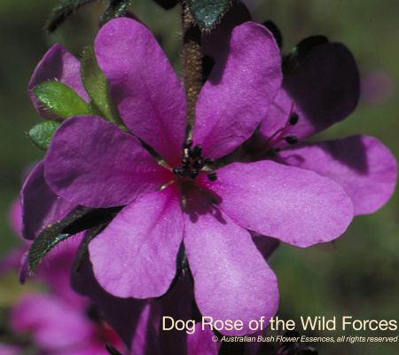 Dog Rose Wild Forces