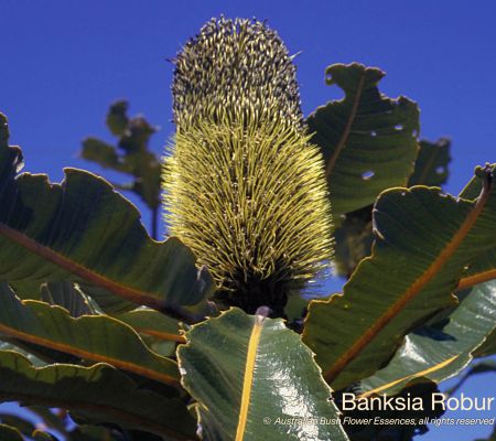 Banksia Robur
