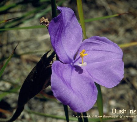 Bush Iris