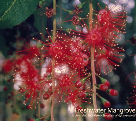 Freshwater Mangrove
