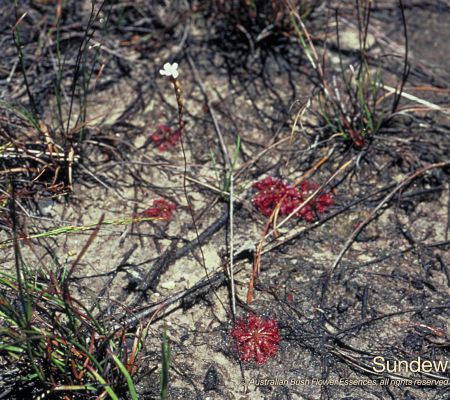 Sundew