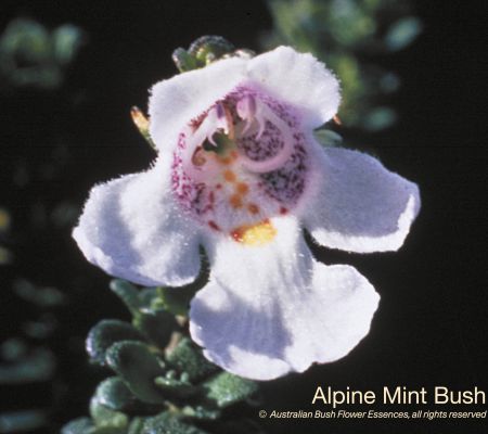 Alpine Mint Bush