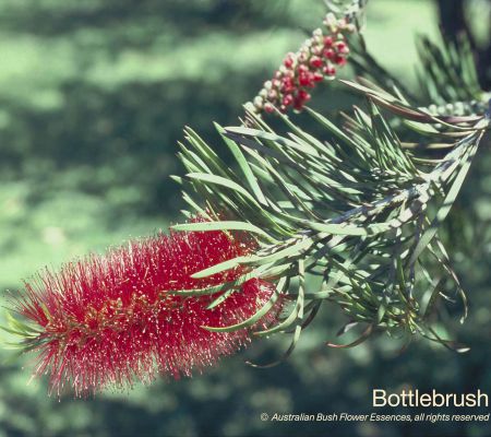 Bottlebrush