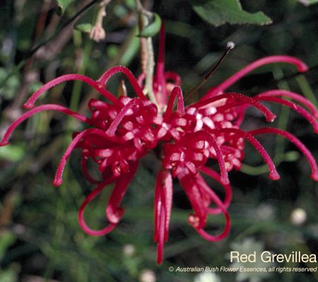 Red Grevillea