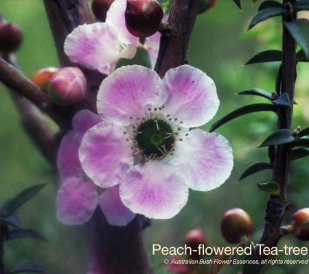 Peach flowered Tea tree