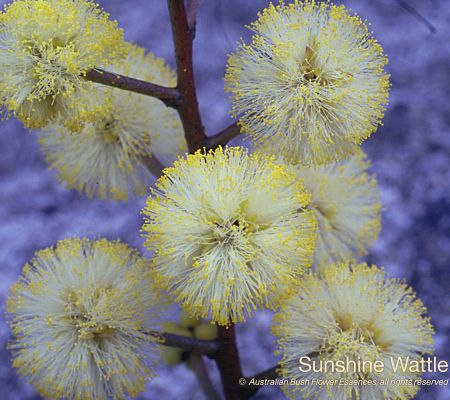 Sunshine Wattle