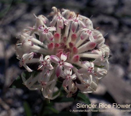 Slender Rice Flower