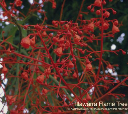 Illawarra Flame Tree